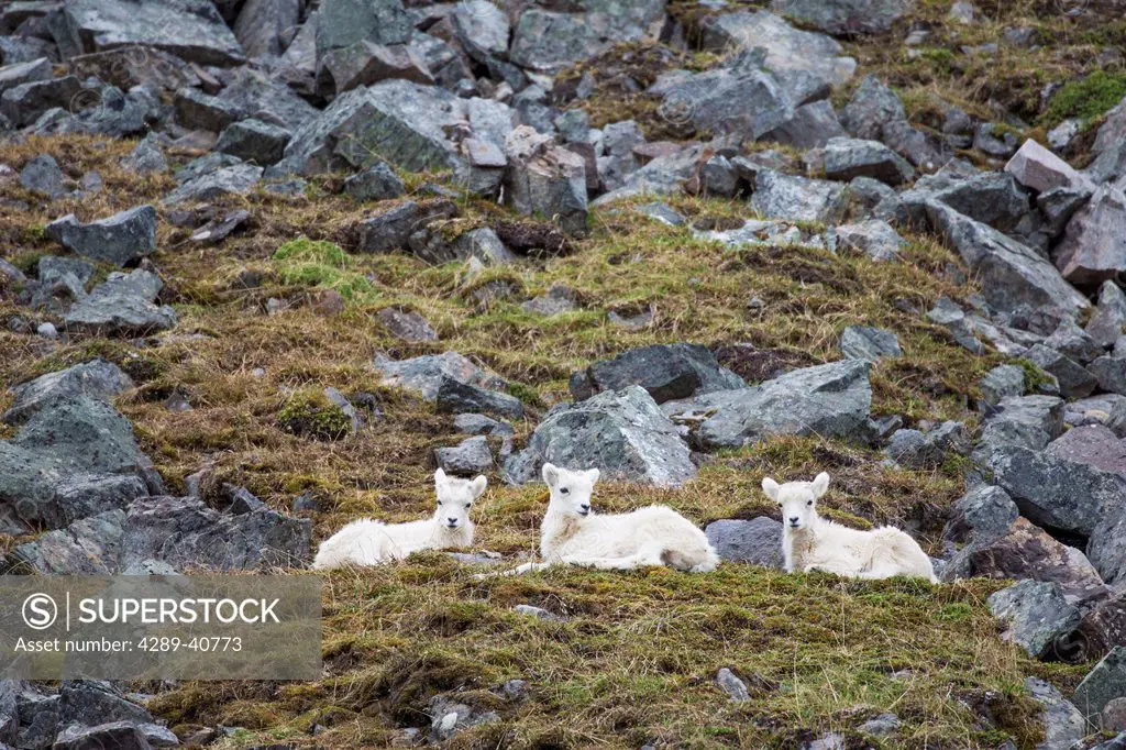 Dall Sheep Spring Lambs In The Brooks Range Mountains, Alaska.