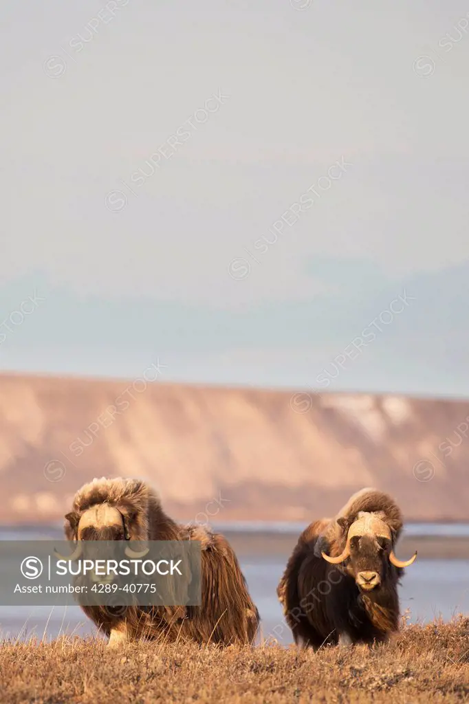 Two Muskox Bulls Stand On The Trundra Of Alaska's Arctic North Slope.