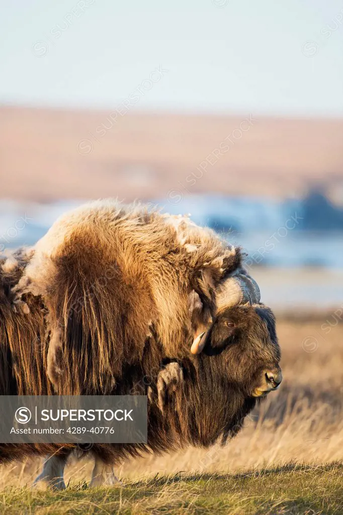The Long Guard Hair Of The Bull Muskox Blows In The Arctic Wind On The Coastal Plain, Alaska.