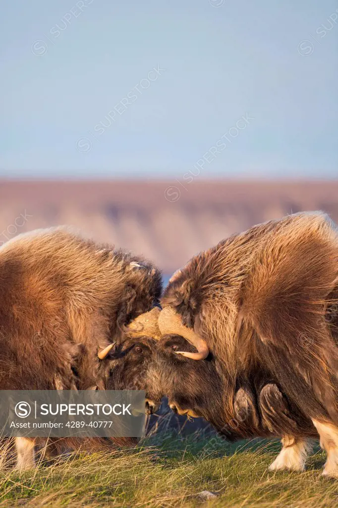 Bull Muskox Challenge Each Other By Banging Their Horns, Arctic Coastal Plain, Alaska.