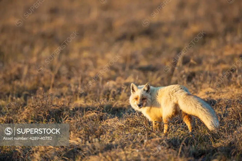 Red Fox Hunts On The Tundra Of Alaska's Arctic North Slope.