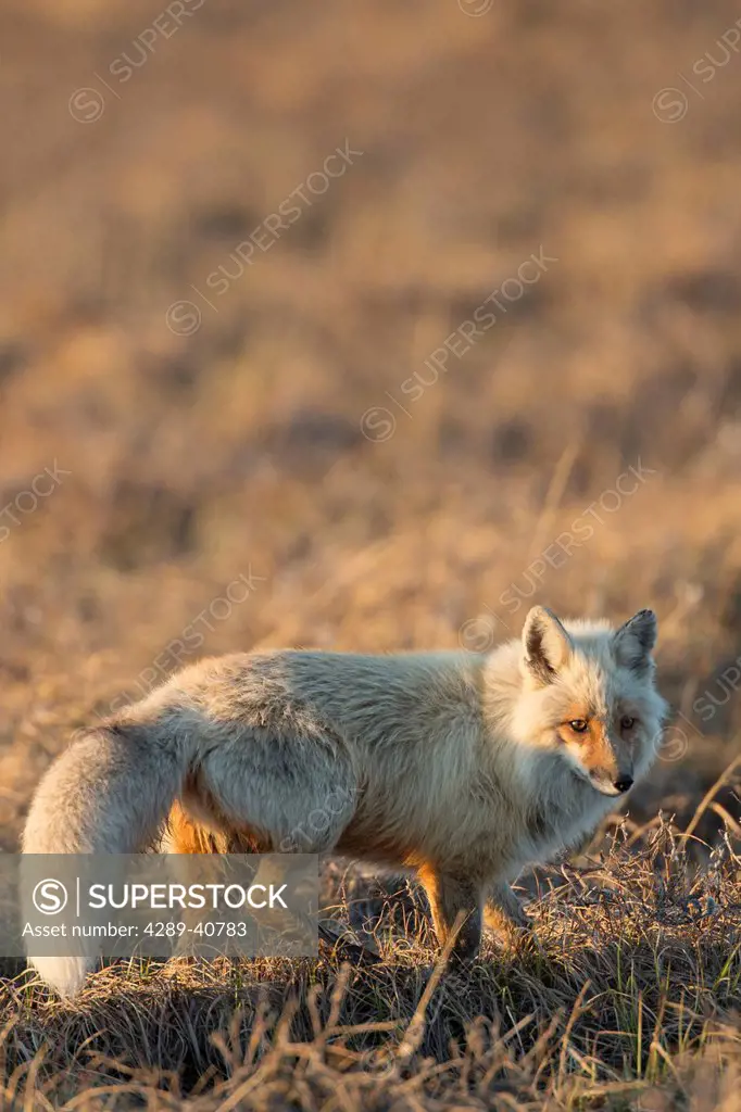 Red Fox Hunts On The Tundra Of Alaska's Arctic North Slope.