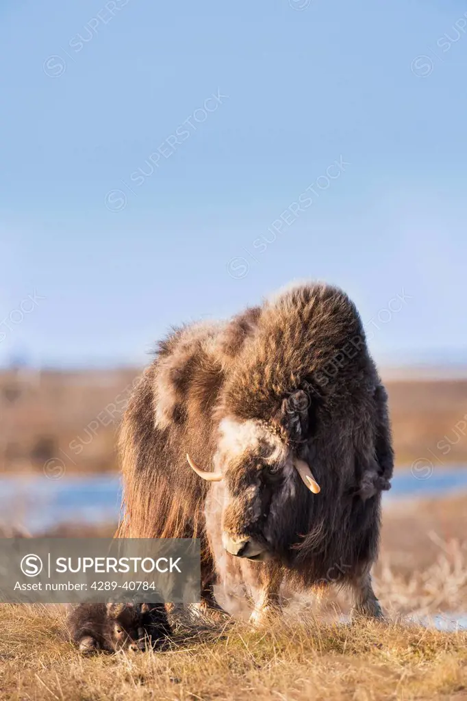A Young Muskox Calf And Adult On The Tundra Of Alaska's Arctic North Slope.