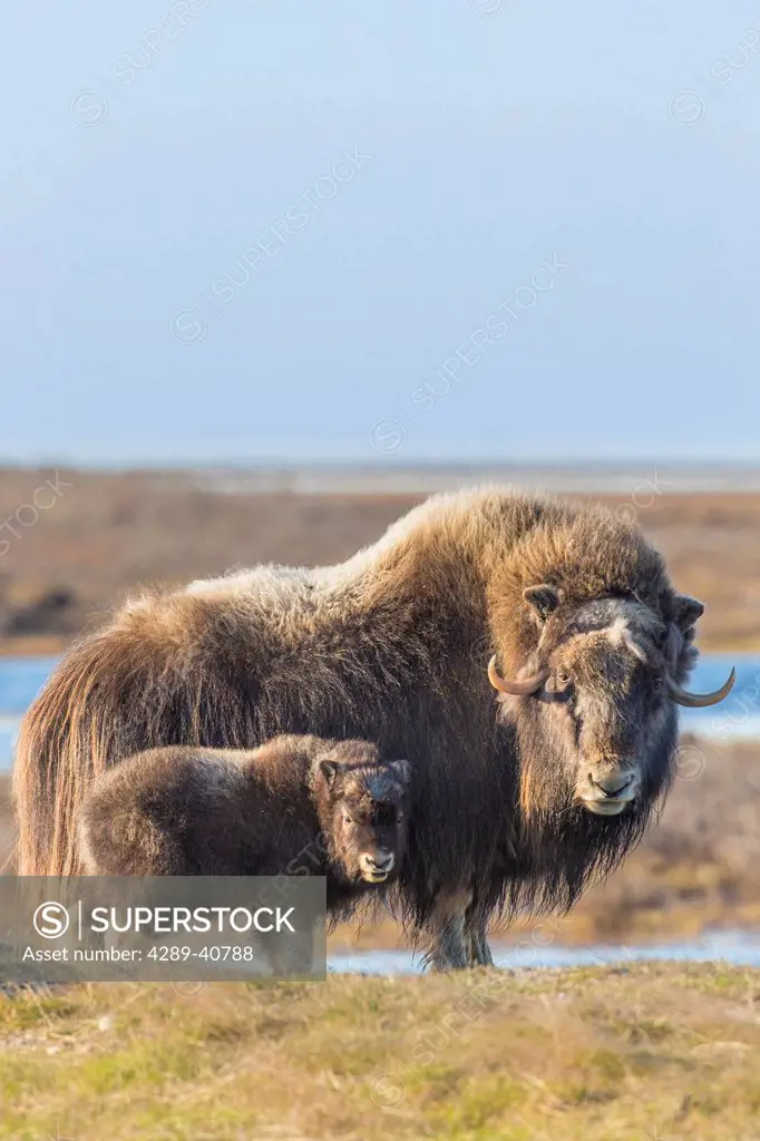 A Young Muskox Calf And Adult On The Tundra Of Alaska's Arctic North Slope.