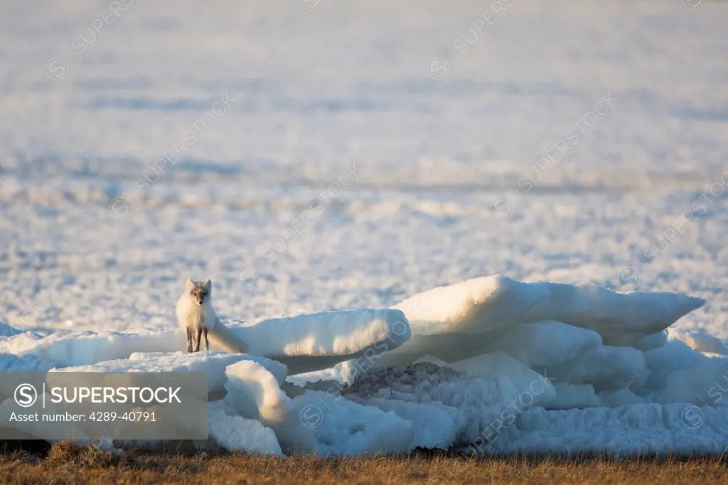 Arctic Fox On The Snow And Ice Remaining During The Spring Melt On Colleen Lake In Prudhoe Bay, Alaska.