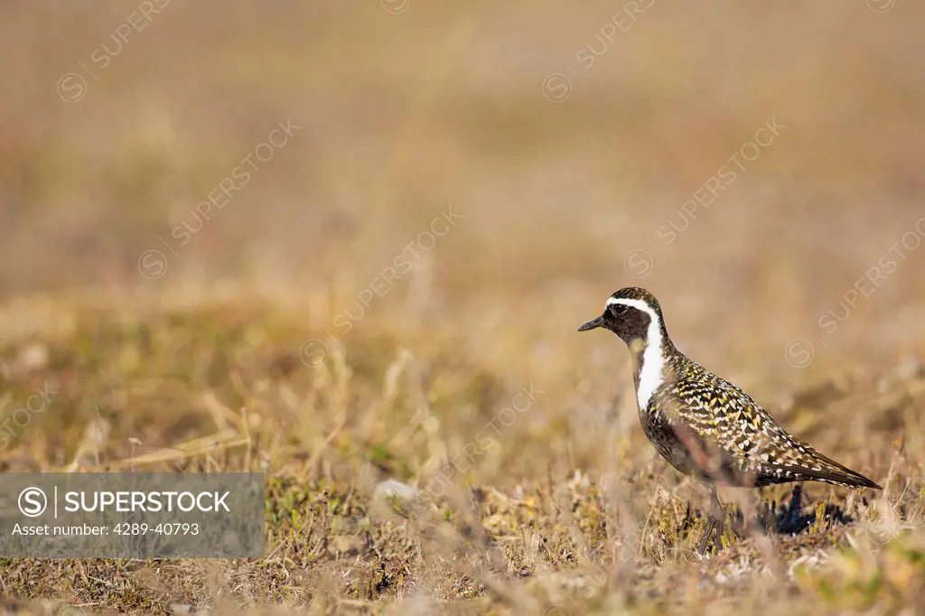American Golden Plover Hunts For Food On The Tundra Of Alaska's Arctic North Slope.