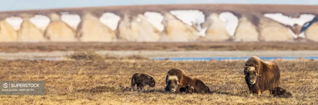 Muskox And Their Young Calves Of The Year Rest On The Tundra Of The Arctic North Slope, With The Franklin Bluffs In The Distance.