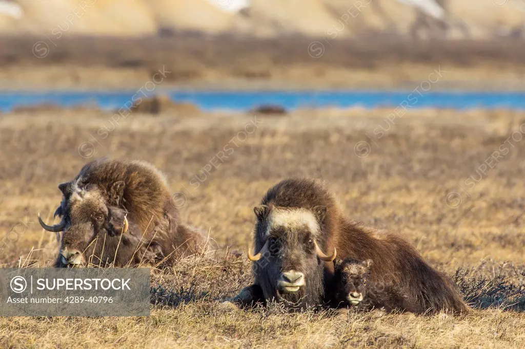 Muskox Cow And Calf Of The Year On The Tundra Of The Arctic North Slope, Alaska.