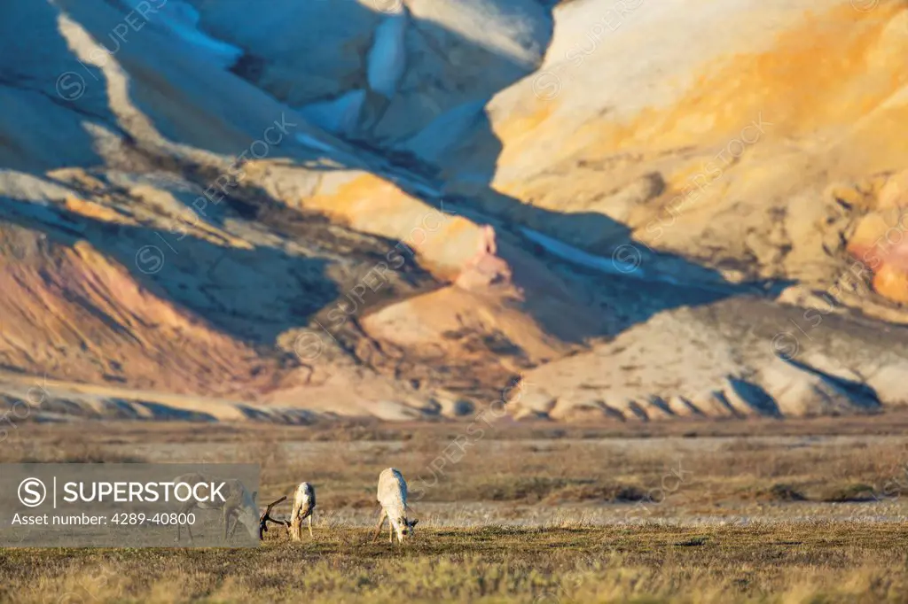Barren Ground Caribou Graze On The Tundra In The Late Night Sunshine Along The Sag River And Colorful Franklin Bluffs, Arctic, Alaska.
