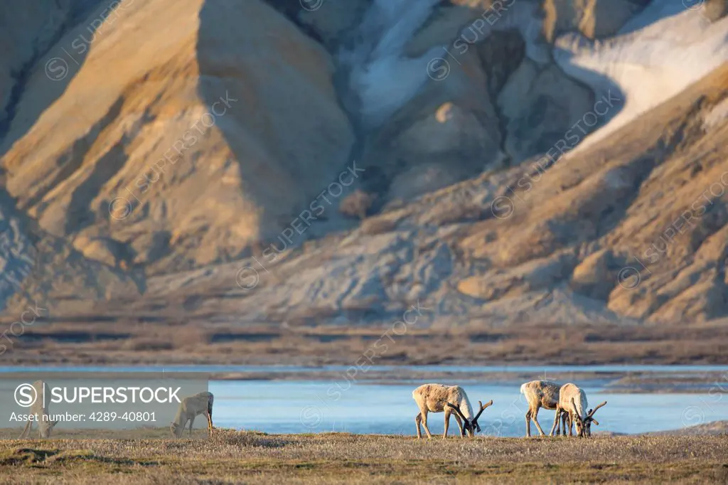 Barren Ground Caribou Graze On The Tundra In The Late Night Sunshine Along The Sag River And Colorful Franklin Bluffs, Arctic, Alaska.