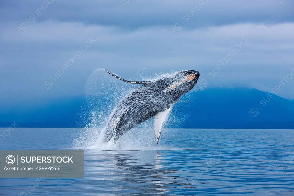 A Humpback whale breaches along the shoreline of Chichagof Island in Chatham Strait, Inside Passage, Tongass National Forest, Admiralty Island, Southe...