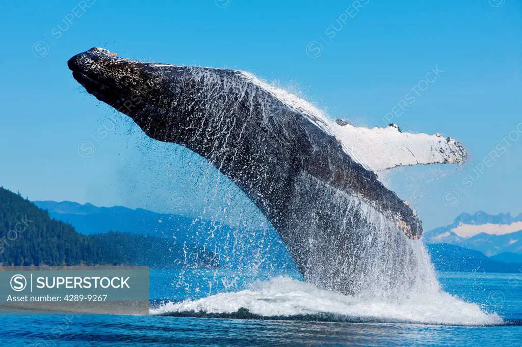 A Humpback whale breaches along the shoreline of Chichagof Island in Chatham Strait with Mendenhall Towers in the background, Inside Passage, Tongass ...