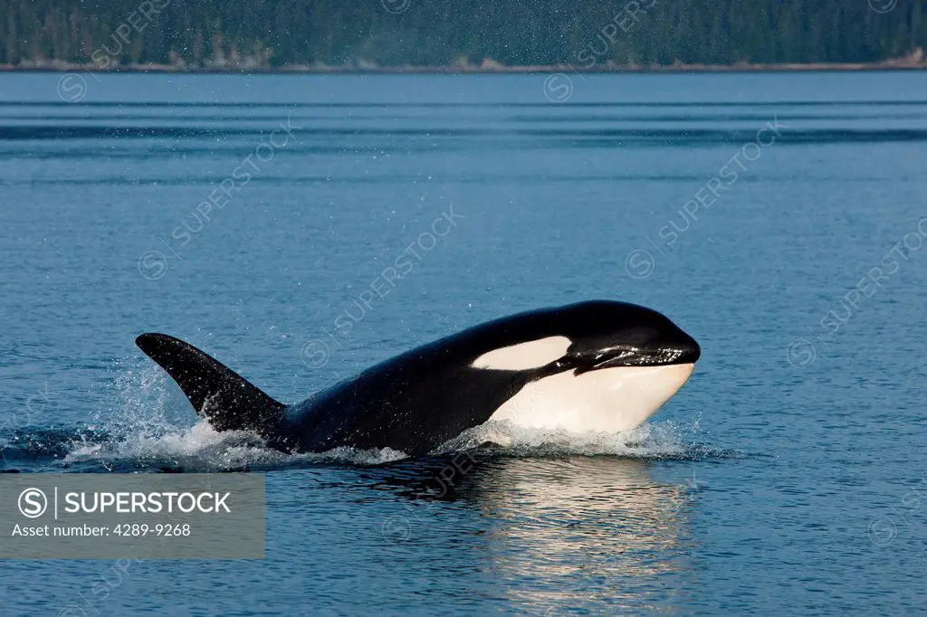 Orca whale surfaces in Chatham Strait, Inside Passage, Tongass National Forest, Southeast Alaska, Summer