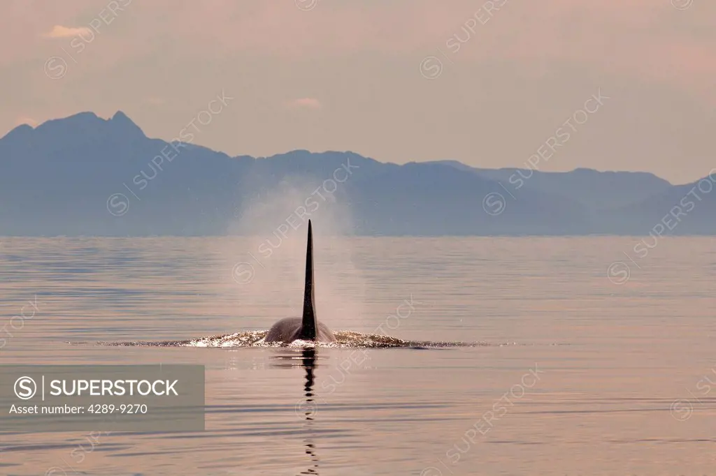 Tall dorsal fin of a large adult male Orca whale surfacing in Chatham Strait at sunset, Inside Passage, Tongass National Forest, Southeast Alaska, Sum...