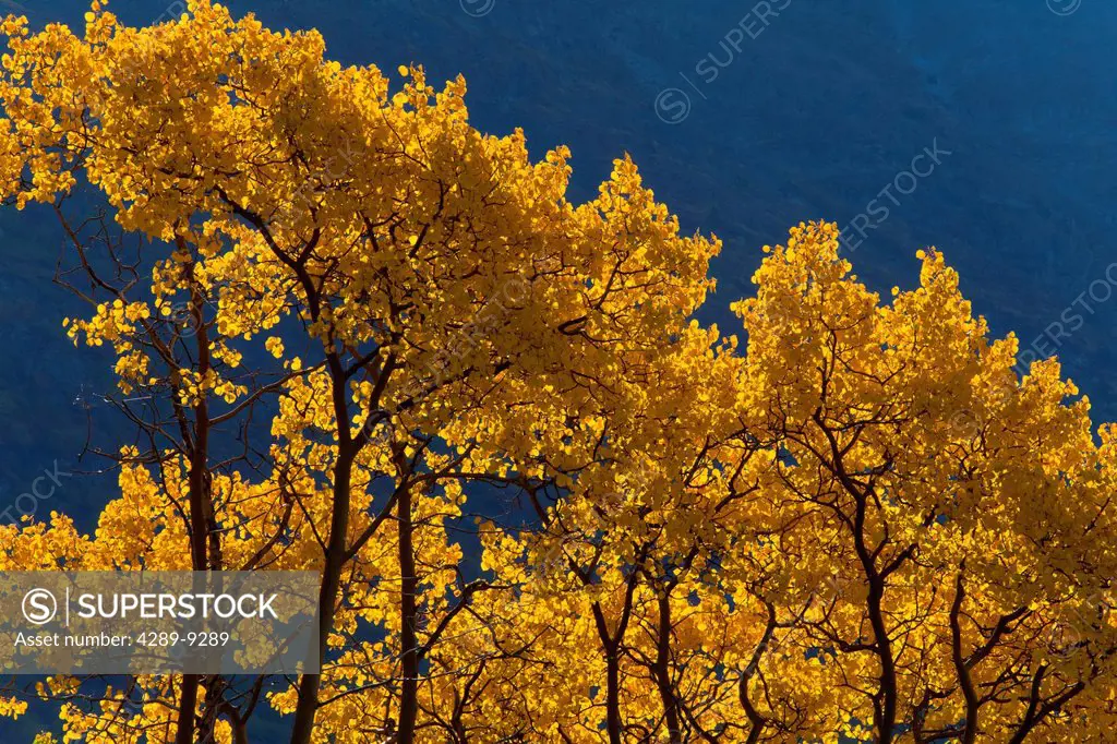 View of scenery and yellow Aspen trees along the Alaska Highway between Haines and Haines Junction, Yukon Territory, Canada