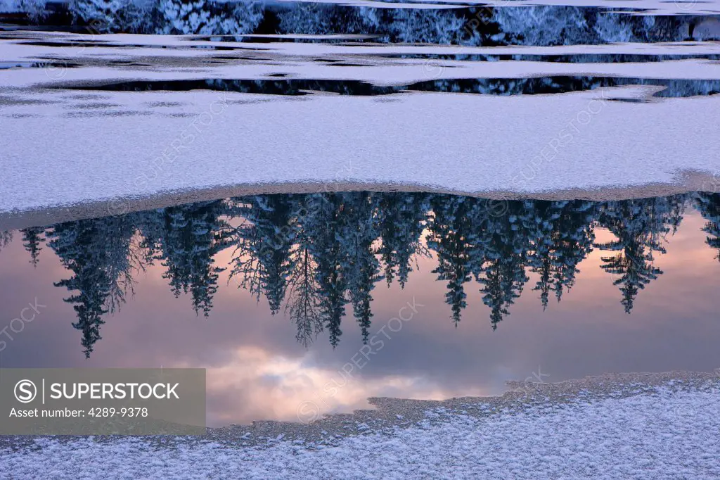 View of snowy forest reflected in open water of Mendenhall River, Tongass National Forest, Southeast Alaska, Winter
