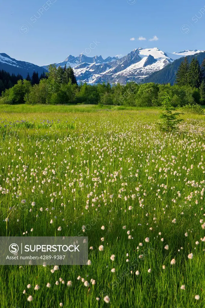 Scenic view of Cotton Grass in Brotherhood Meadow in the Mendenhall Valley, Mendenhall Glacier and Towers beyond in the distance,Juneau, Southeast Ala...