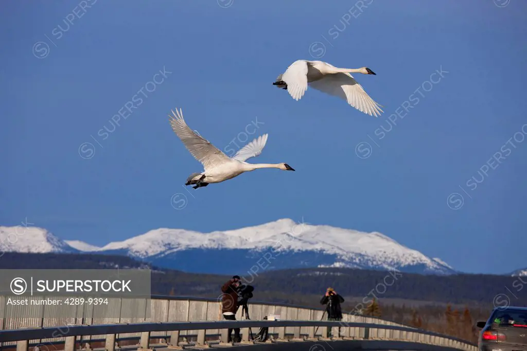Photographer and birdwatcher view Trumpeter Swans as the fly over the roadway near Marsh Lake, Yukon Territory, Canada, Spring