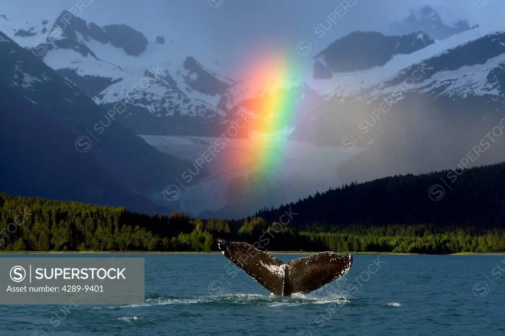 COMPOSITE: Bright rainbow appears over Eagle Beach after a rain shower with a fluking Humpback Whale in the foreground, Inside Passage, Southeast Alas...