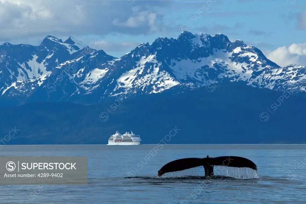 COMPOSITE: Humpback Whale fluking in Lynn Canal with a cruise ship in the distance, Inside Passage, Southeast Alaska, Summer