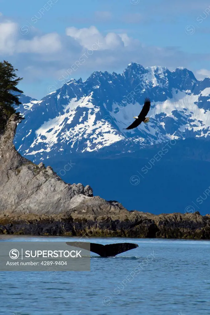 COMPOSITE: scenic view of Lynn Canal at Lion´s Head with a Humpback fluking in the foreground and a Bald Eagle in flight overhead, Inside Passage, Sou...