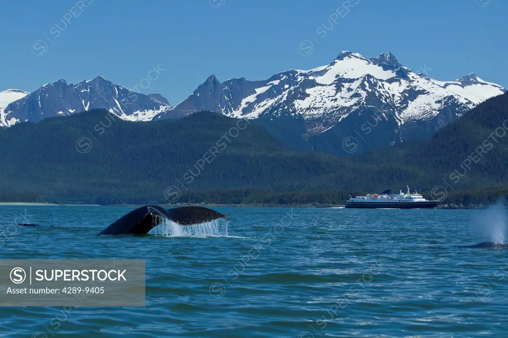 COMPOSITE: Humpback Whale fluking in Lynn Canal with a ferry in the distance, Inside Passage, Southeast Alaska, Summer
