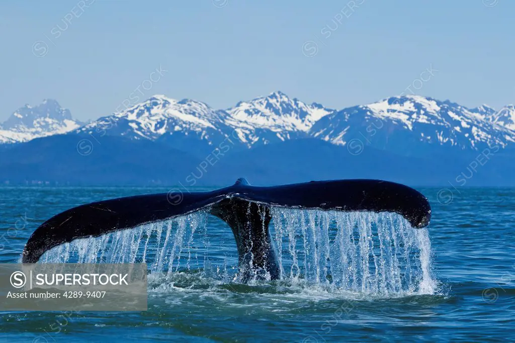 Humpback Whale fluking in Lynn Canal with Chilkat Mountains in the distance, Inside Passage, Southeast Alaska, Summer