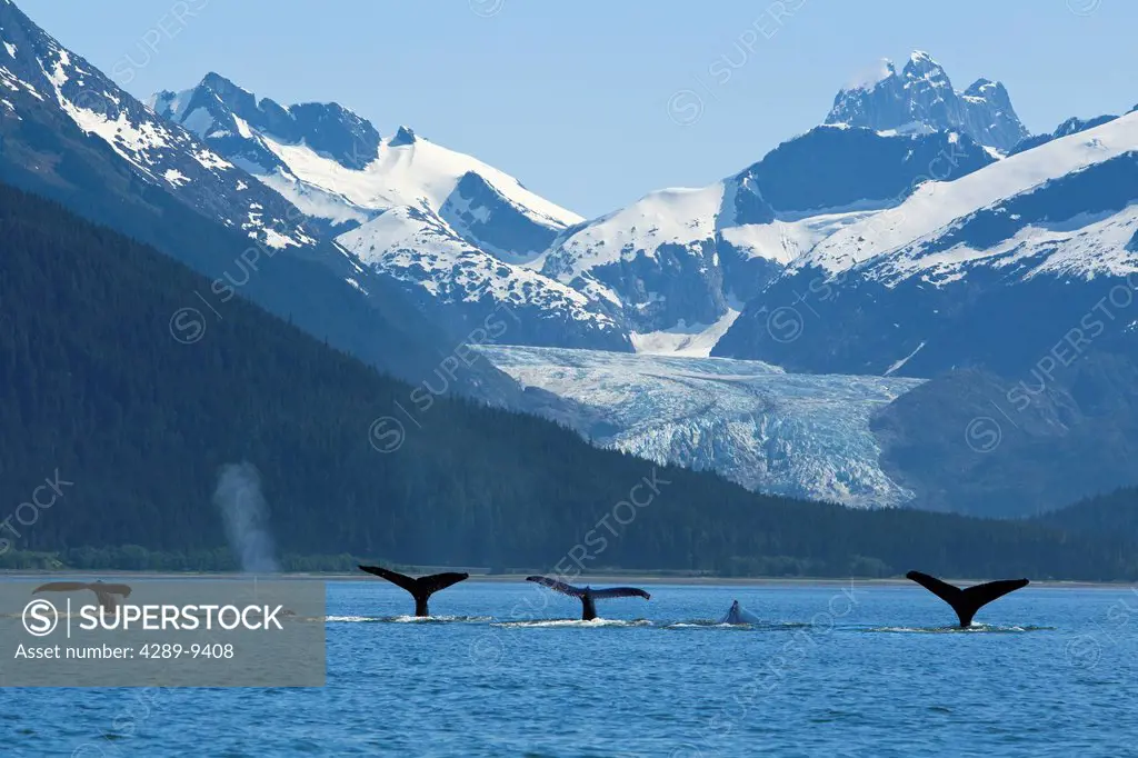 COMPOSITE: Pod of Humpback whales fluking as they feed near Eagle Beach with Herbert Glacier and Coast Range in the background, Inside Passage, Southe...