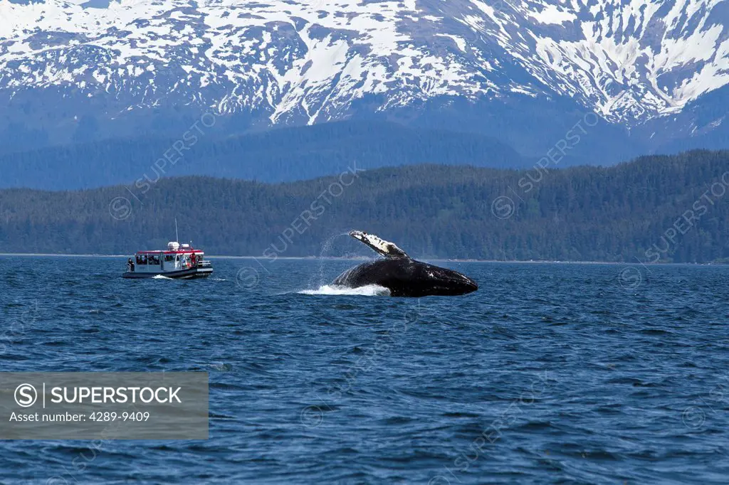 Tourists on wildlife tour watch as a Humpback Whale breaches in Lynn Canal, Inside Passage, Southeast Alaska, Summer
