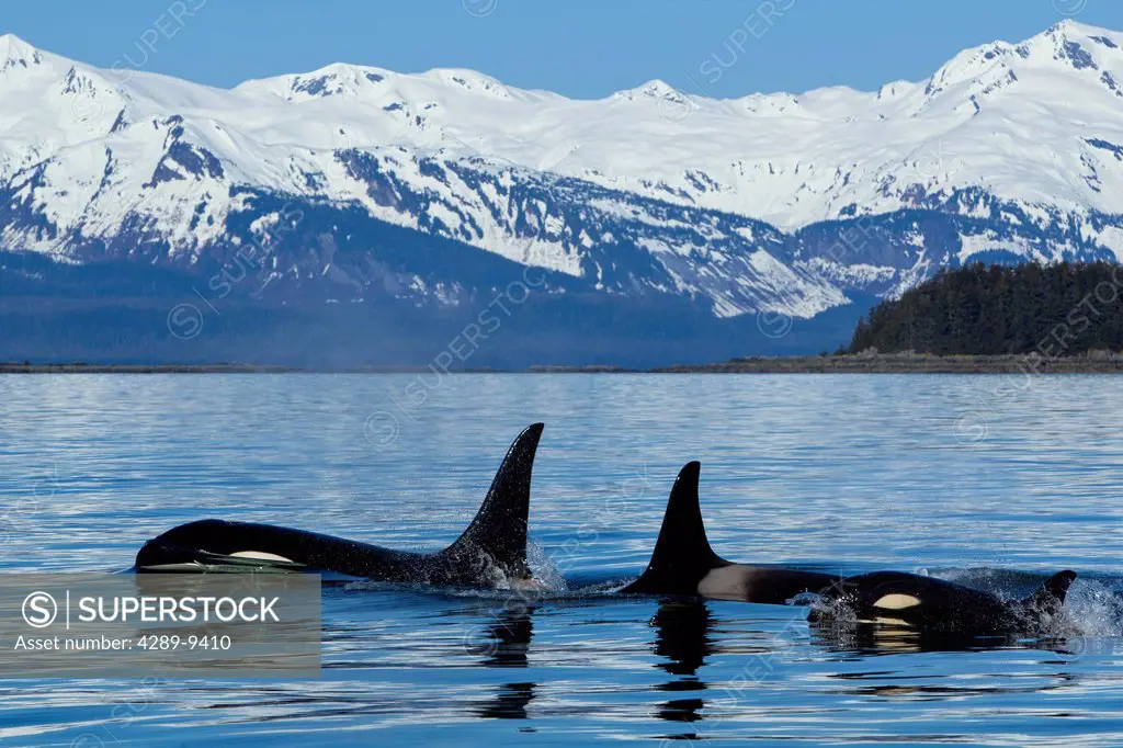 COMPOSITE: Family of Killer whales surface in Lynn Canal near Juneau with Chilkat Mountains in the background, Southeast Alaska, Summer