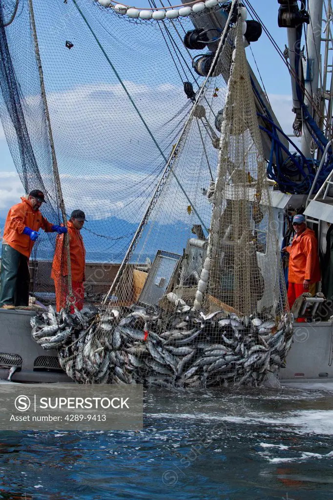 Close up of commercial purse seine fishermen hauling in a full net of pink and chum salmon, Chatham Strait near Admiralty Island, Southeast Alaska, Su...