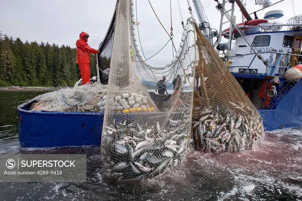 Commercial purse seine fishers haul their net while fishing for pink and chum salmon, Chatham Strait, Admiralty Island, SE Alaska management unit 12
