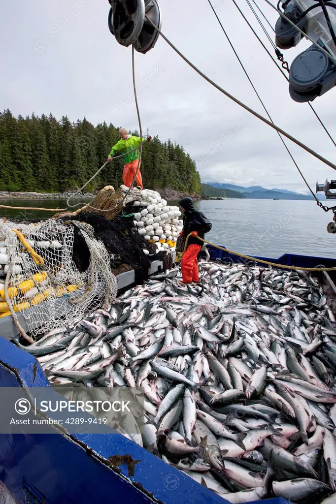 Commercial purse seine fishers work on deck covered with pink and chum salmon, Chatham Strait, Admiralty Island, SE Alaska management unit 12