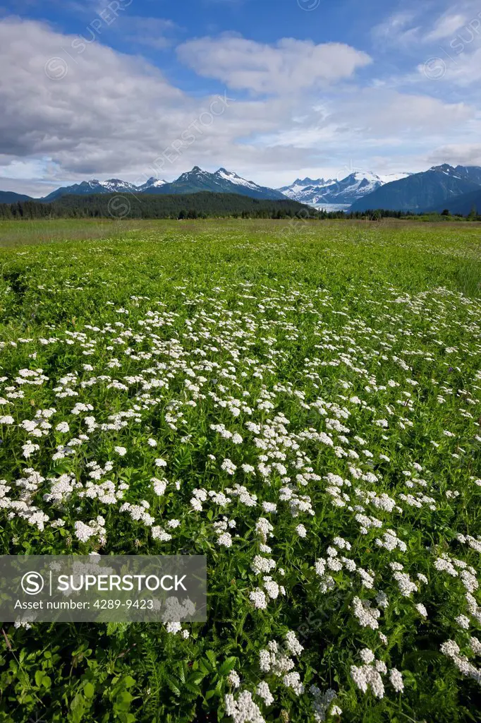 Northern Yarrow field in bloom in the Mendenhall Wetlands State Game Refuge, Juneau, Southeast Alaska, Summer