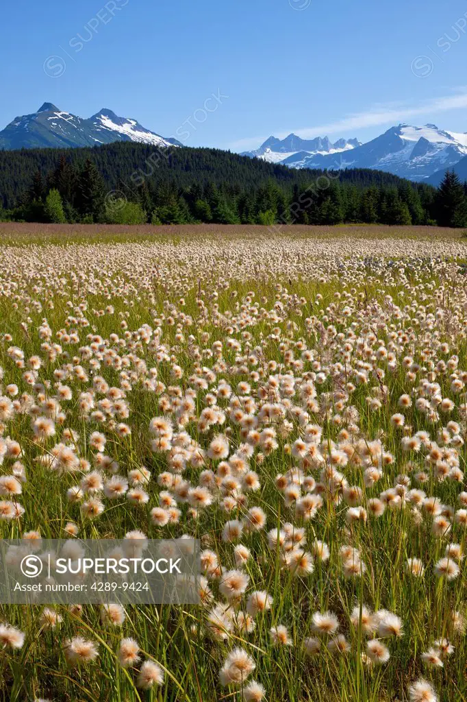 Alaska Cotton grass in the Mendenhall wetlands, Juneau, Southeast Alaska, Summer