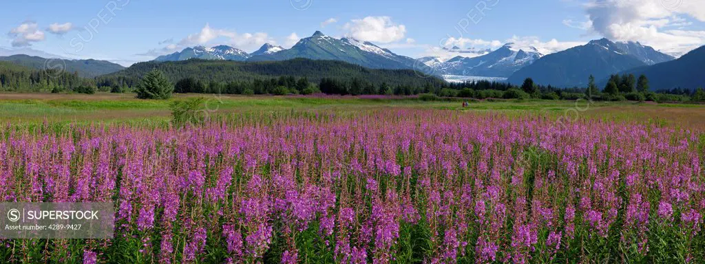 Scenic panoramic view of a field of Fireweed with Mendenhall Glacier and Towers in the background, Southeast Alaska, Summer