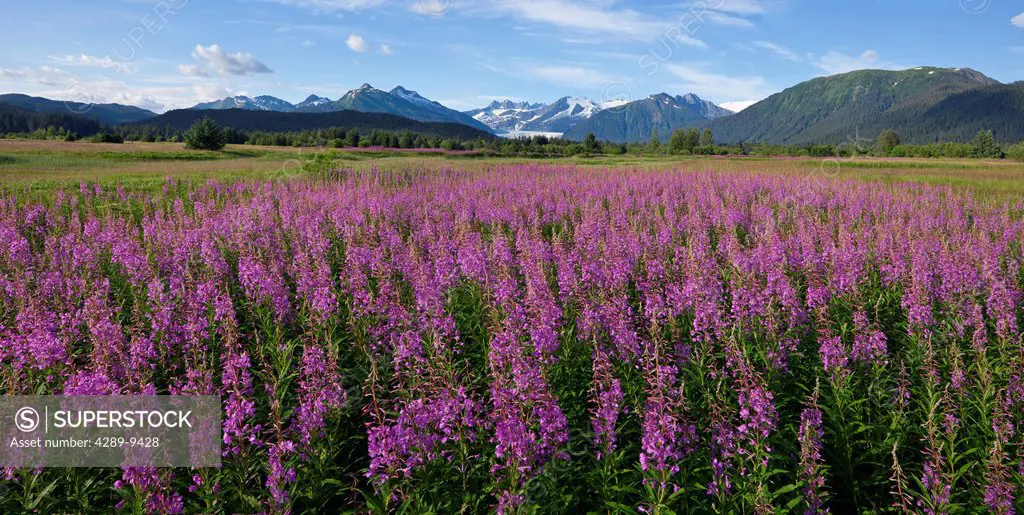 Scenic panoramic view of a field of Fireweed with Mendenhall Glacier and Towers in the background, Southeast Alaska, Summer