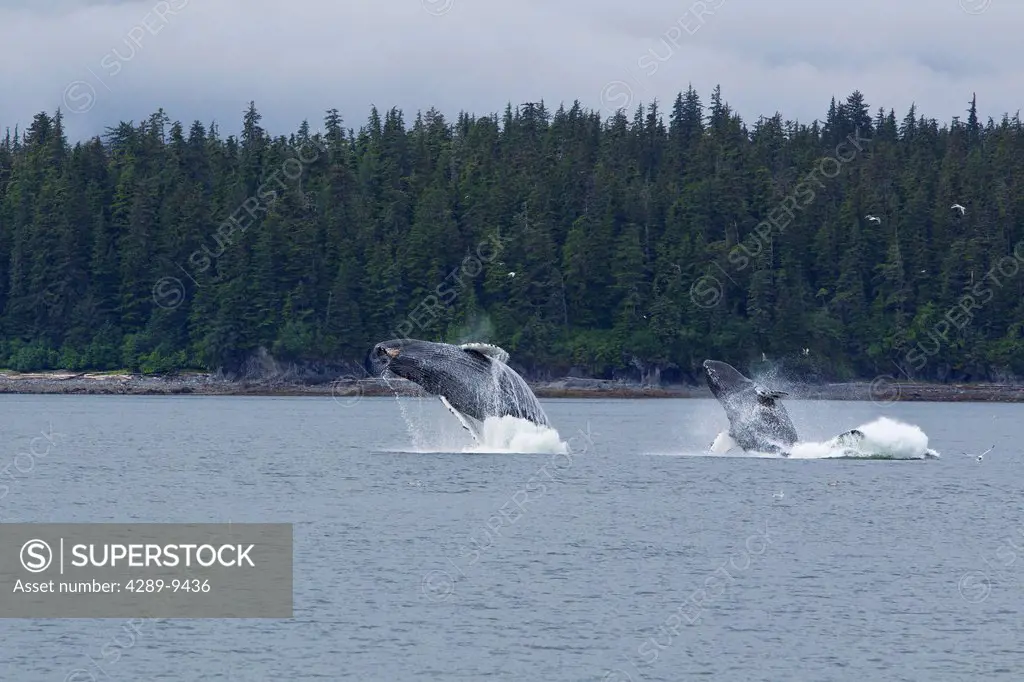 COMPOSITE: Two Humpback whales breach in Chatham Strait near Chichagof Island, Tongass National Forest, Southeast Alaska, Summer