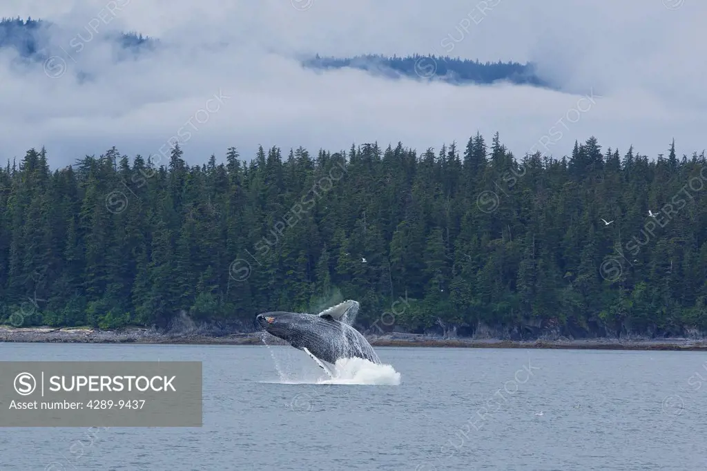 Humpback whale breaches in Chatham Strait near Chichagof Island, Tongass National Forest, Southeast Alaska, Summer