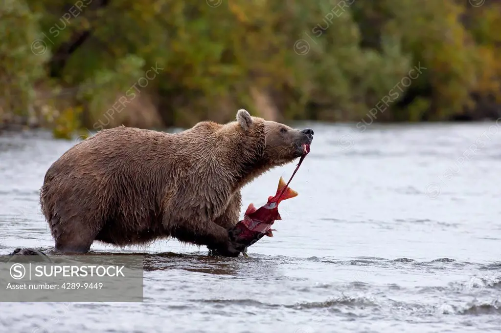 Brown bear eats a Sockeye salmon while standing in Grizzly Creek, Katmai National Park, Southwest Alaska, Summer