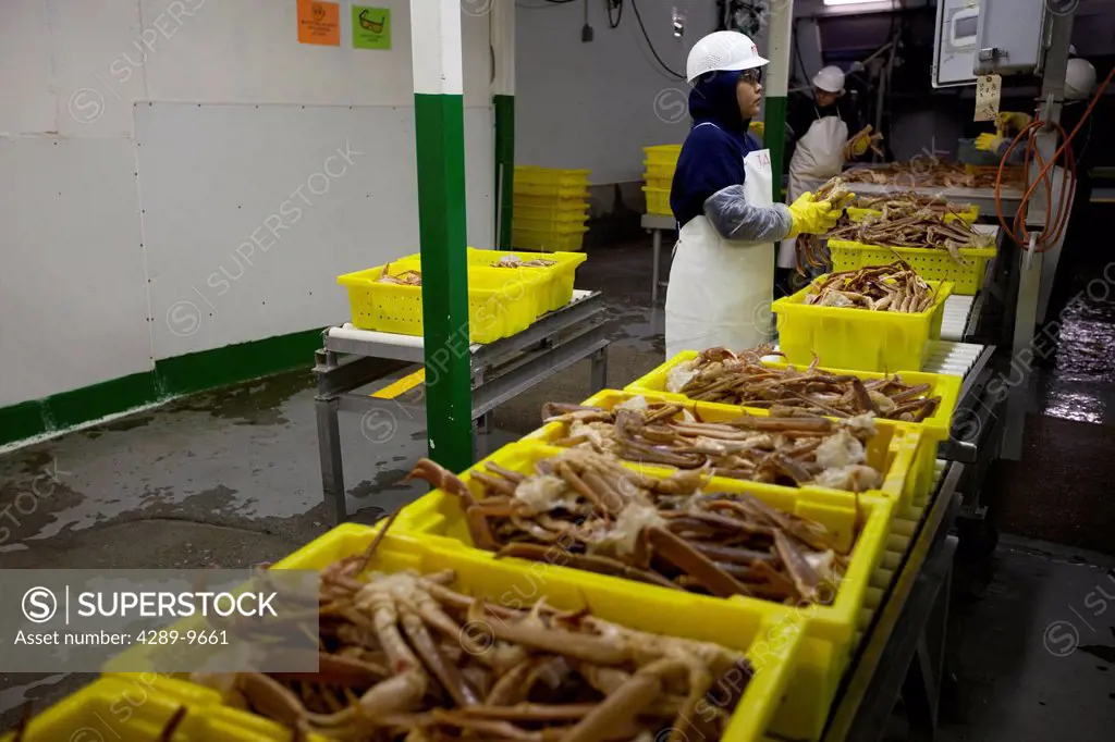 Weighing, sorting, moving and conducting quality control checks on Tanner Crab sections packed in bright yellow totes at Alaska Fresh Seafoods, Kodiak...