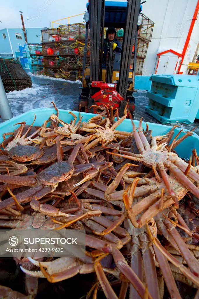 Forklift driver moves a tote loaded with live Tanner Crab, Alaska Fresh Seafoods, Kodiak, Southwest Alaska, Winter