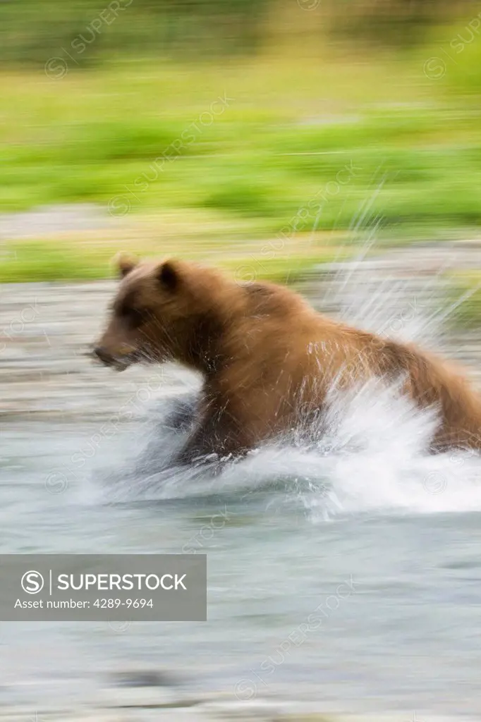 In motion view of coastal brown bear running after salmon in a stream in Kinak Bay, Katmai National Park & Preserve, Southwest Alaska, summer