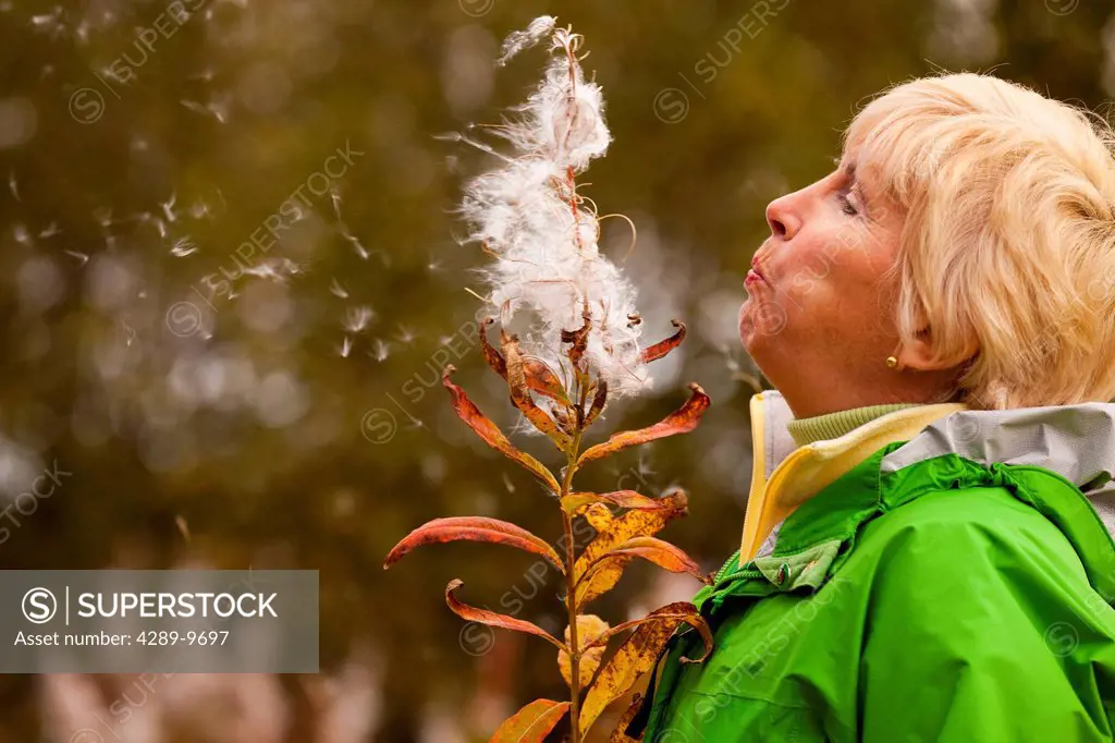 Mature woman blowing on fireweed seeds, Kodiak, Southwest Alaska, Autumn