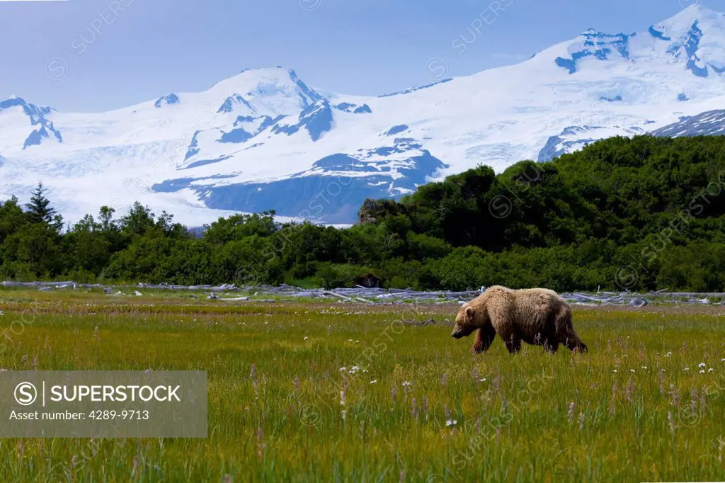 Coastal brown bear grazing on sedges, wildflowers and other grasses in meadow in Hallo Bay, Katmai National Park & Preserve, Southwest Alaska, Summer