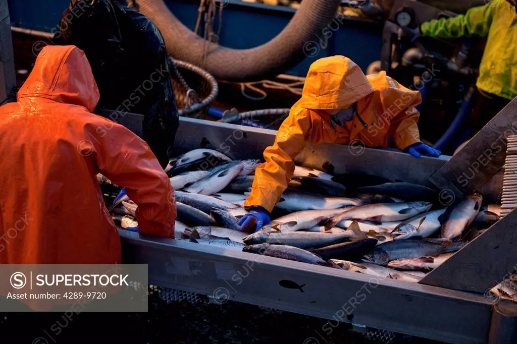 Workers on salmon tender sort salmon delivered by seiners, Chiniak Bay, Kodiak Island, Southwest Alaska, Summer