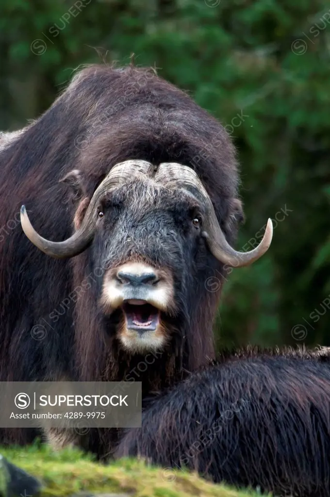 CAPTIVE Close up view of adult musk ox with mouth open, Yukon Wildlife Preserve west of Whitehorse, Yukon Territory, Canada