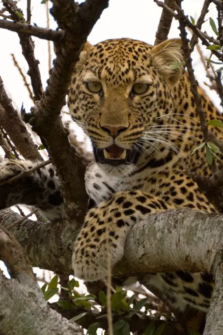 Leopard lays in tree in the Masai Mara National Reserve, Kenya.