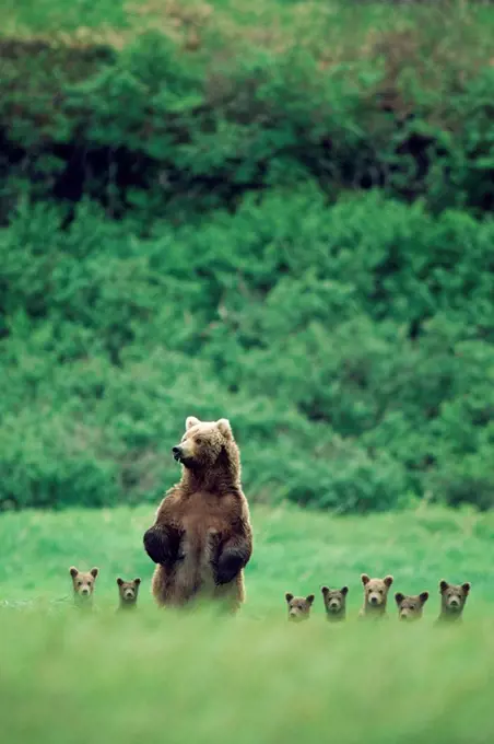 Composite: Sow bear standing with her cubs in a grassy field at McNeil River Sanctuary, Southwest Alaska, Summer SCAN