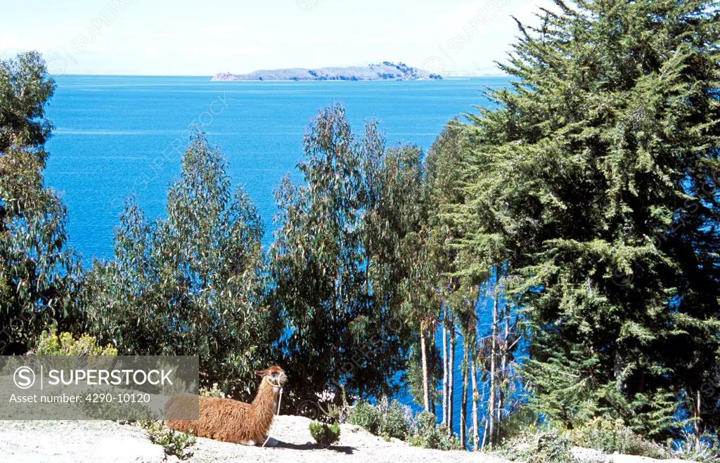 Llama on Sun Island, Inti Wata Cultural Complex, Lake Titicaca and Moon Island behind, near Copacabana, Bolivia